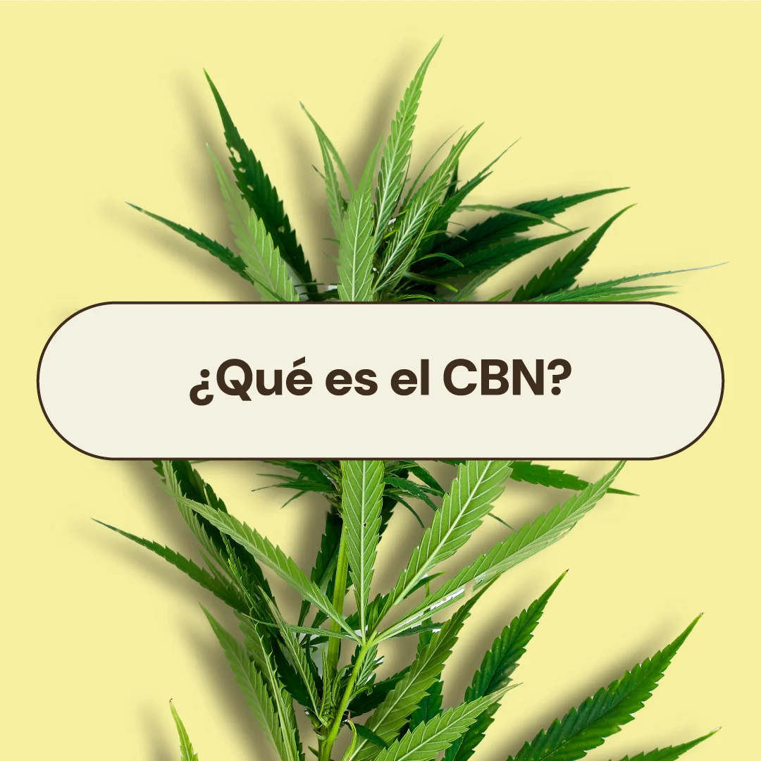 que es el cbn